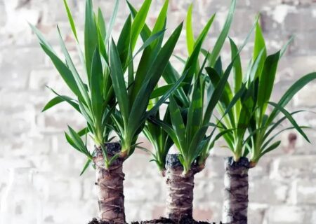 چگونه از گل یوکا در منزل نگهداری کنیم؟