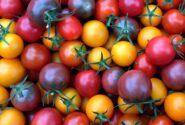 تولید نخستین گوجهفرنگی آروماتیک جهان با فناوری کریسپر