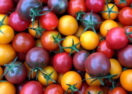 تولید نخستین گوجه‌فرنگی آروماتیک جهان با فناوری کریسپر