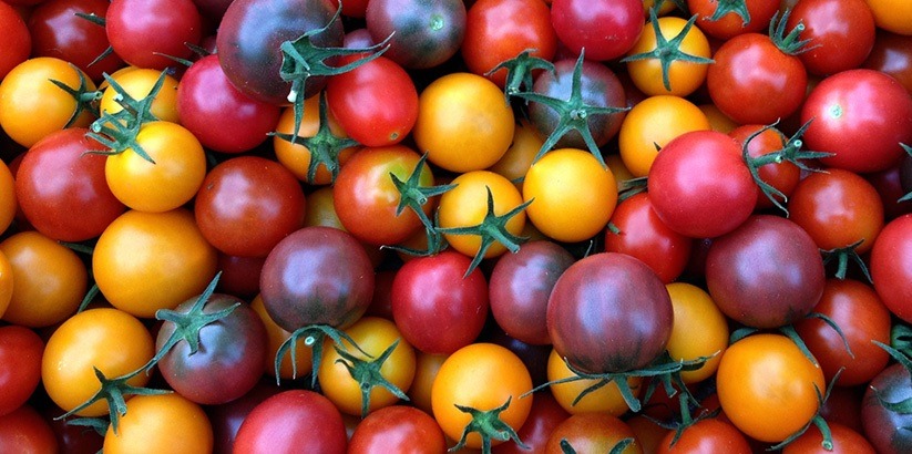 تولید نخستین گوجه‌فرنگی آروماتیک جهان با فناوری کریسپر