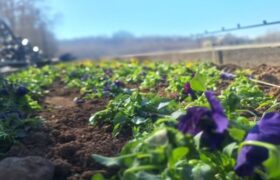 آغاز کاشت گل‌های بهاره در تفرجگاه “ائل‌گولی” تبریز