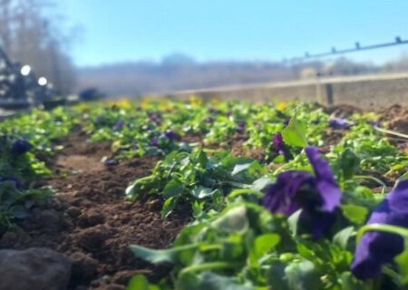 آغاز کاشت گل‌های بهاره در تفرجگاه “ائل‌گولی” تبریز