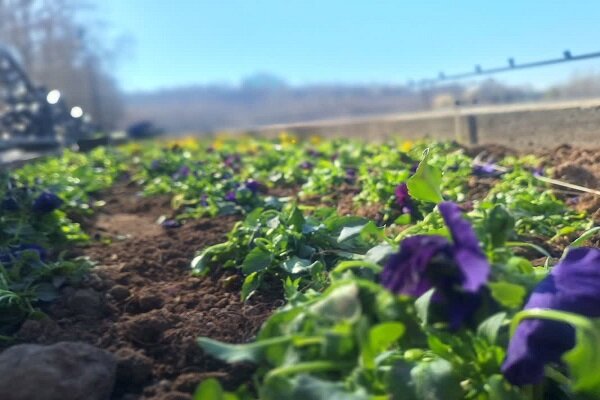 آغاز کاشت گلهای بهاره در تفرجگاه “ائلگولی” تبریز
