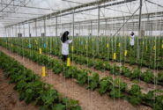 رتبه نخست آذربایجان شرقی در ایجاد گلخانه‌های مدرن