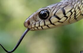 بحران مارگزیدگی در هند؛ سالانه ده‌ها هزار نفر جان خود را از دست می‌دهند