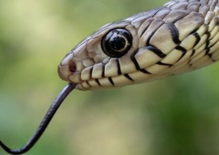 بحران مارگزیدگی در هند؛ سالانه ده‌ها هزار نفر جان خود را از دست می‌دهند