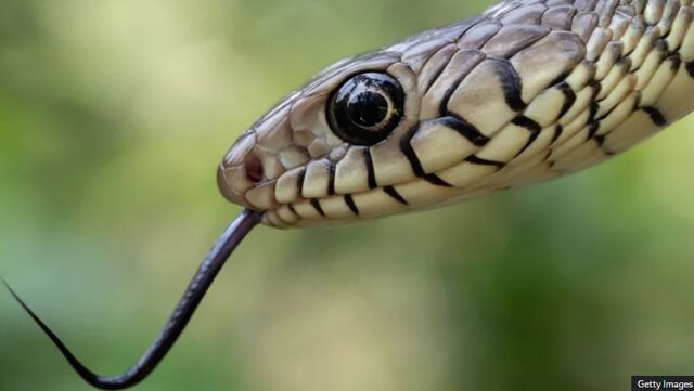 بحران مارگزیدگی در هند؛ سالانه ده‌ها هزار نفر جان خود را از دست می‌دهند