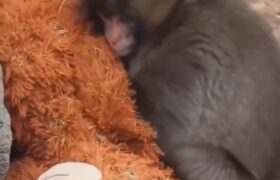 میمون کوچولوی باغ‌وحش ایچی کاوا