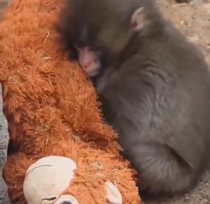 میمون کوچولوی باغ‌وحش ایچی کاوا