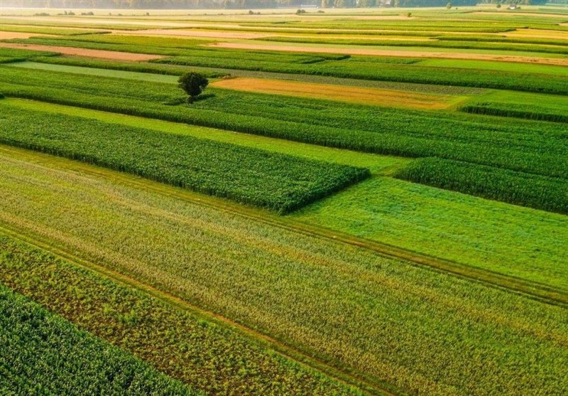 نوسانات دمایی؛ زنگ خطر جدی برای کشاورزی آذربایجان شرقی