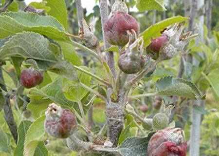 باغداران آذربایجان شرقی برای جلوگیری از سرمازدگی اقدامات پیشگیرانه انجام دهند