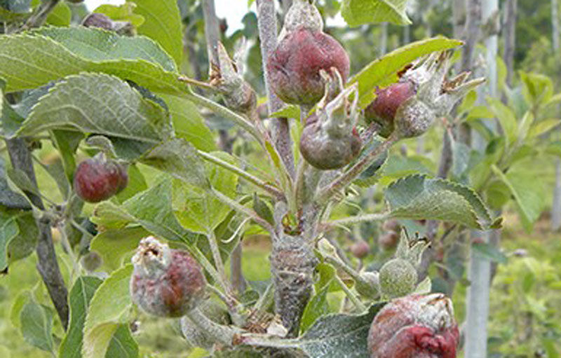 باغداران آذربایجان شرقی برای جلوگیری از سرمازدگی اقدامات پیشگیرانه انجام دهند