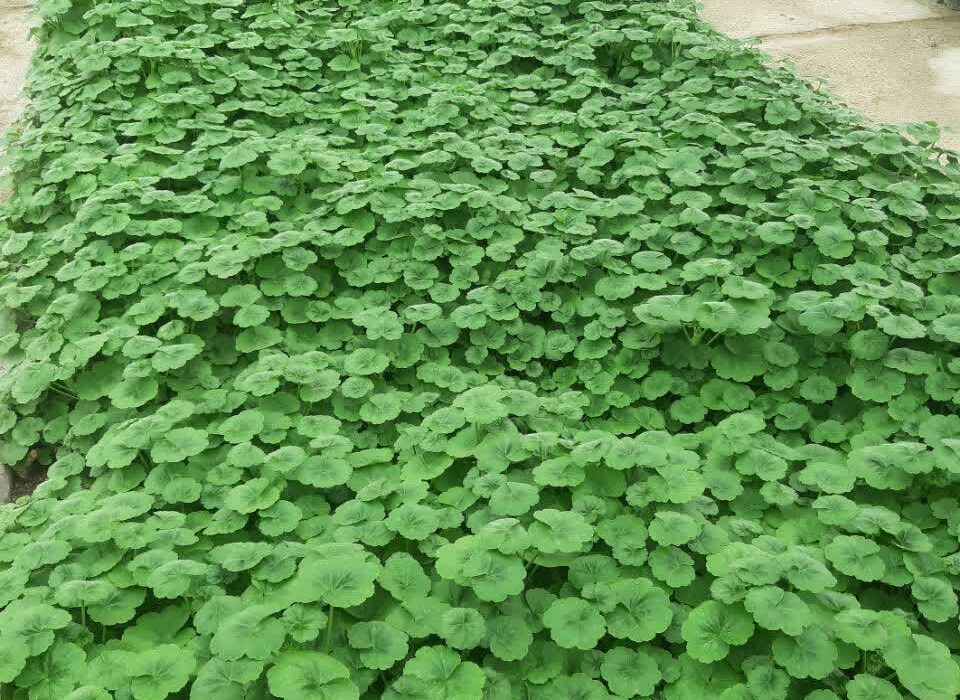 تولید بیش از ۱۱۰۰۰۰۰ نشا گل و ۲۶۰۰۰ نهال جنگلی و سرو خمره ای در تولیدات گل و گیاه سازمان سیما منظر، طی سال ۱۴۰۴