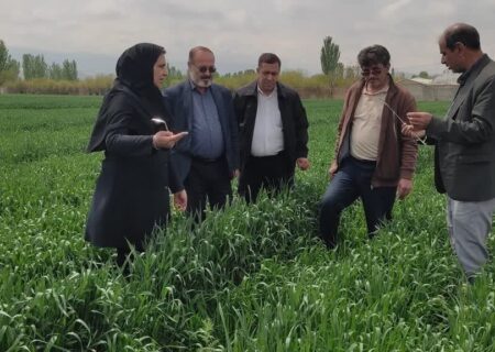 بیش از ۱۹ هزار هکتار از اراضی مرند زیر کشت رفت