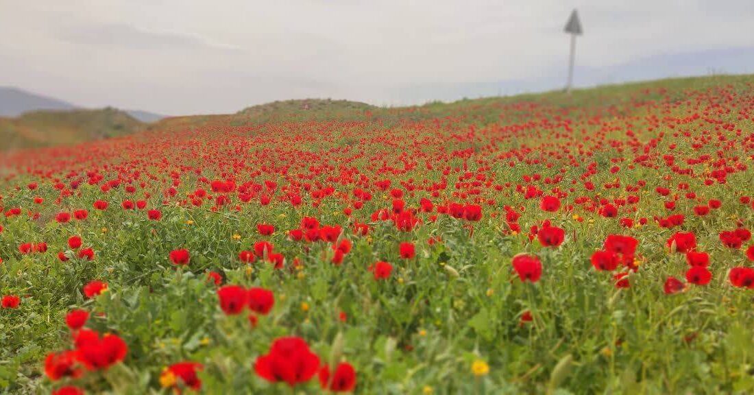 شهرداری؛ بهمثابه مدرسه بزرگ شهر