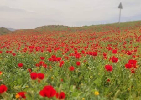 شهرداری؛ به‌مثابه مدرسه بزرگ شهر