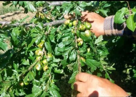 جهاد کشاورزی برای جبران خسارات تگرگ‌زدگی باغات شبستر کنار باغداران است