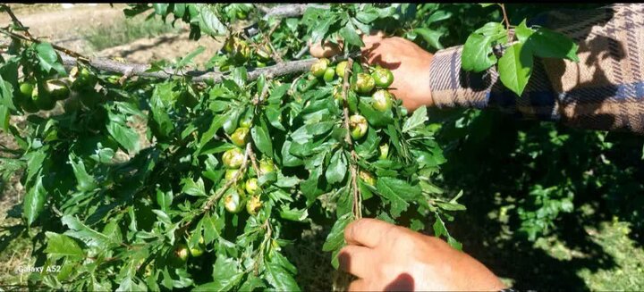 جهاد کشاورزی برای جبران خسارات تگرگزدگی باغات شبستر کنار باغداران است