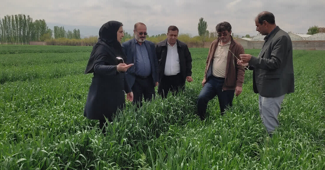 هشدار جدی جهاد کشاورزی درباره سن غلات، شته مومی کلزا و خطر شیوع زنگ زرد گندم