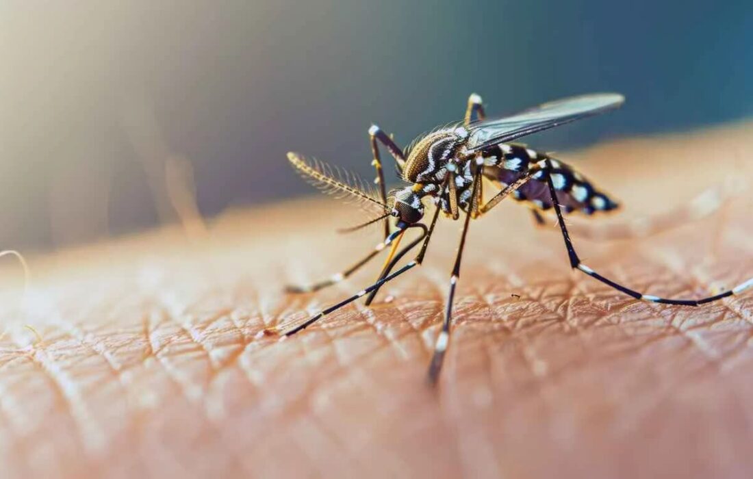 موارد مثبتی از تب دنگی فعلا در آذربایجان شرقی شناسایی نشده است
