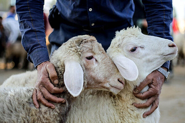 توصیه های بهداشتی اداره کل دامپزشکی آذربایجان شرقی برای روزهای تاسوعا و عاشورای حسینی