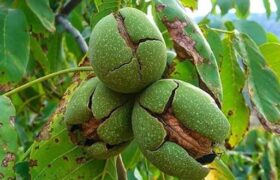 هرس اصولی گردو موجب افزایش کیفیت محصول و کاهش خسارت آفات می‌شود