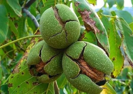 هرس اصولی گردو موجب افزایش کیفیت محصول و کاهش خسارت آفات می‌شود