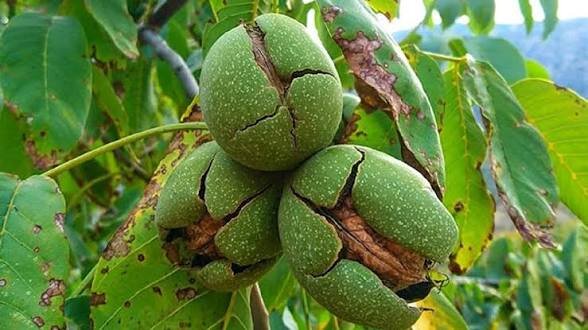 هرس اصولی گردو موجب افزایش کیفیت محصول و کاهش خسارت آفات میشود