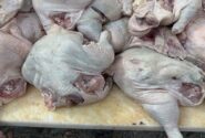 کشف ۱۰ تُن گوشت مرغ غیربهداشتی در آذربایجان شرقی