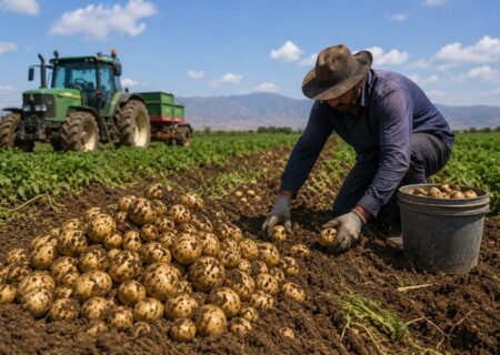 آغاز برداشت ۷۰ هزار تن سیب‌زمینی تابستانه در آذربایجان شرقی