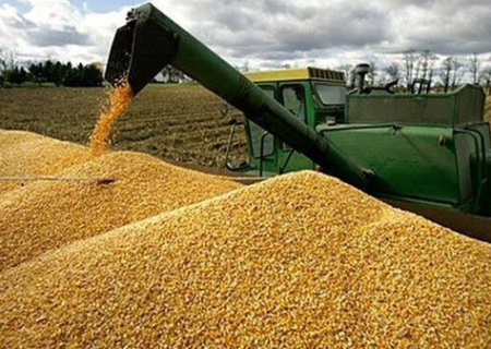 دولت پرداخت مطالبات گندم‌کاران را تضمین کرد
