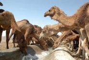 رونق مناطق بیابانی آذربایجان شرقی با پرورش شتر