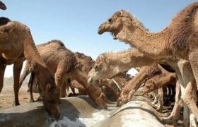 رونق مناطق بیابانی آذربایجان شرقی با پرورش شتر