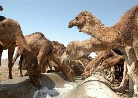 رونق مناطق بیابانی آذربایجان شرقی با پرورش شتر
