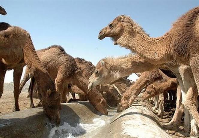رونق مناطق بیابانی آذربایجان شرقی با پرورش شتر