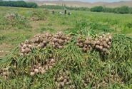 برداشت ۱۸ هزار تن سیر از مزارع آذربایجان‌شرقی