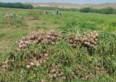 برداشت ۱۸ هزار تن سیر از مزارع آذربایجان‌شرقی