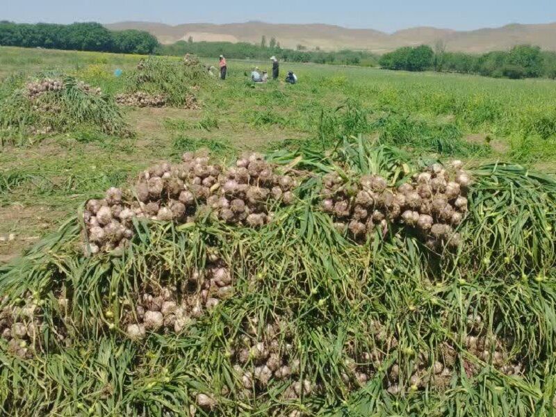 برداشت ۱۸ هزار تن سیر از مزارع آذربایجانشرقی