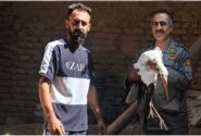امدادرسانی به لک‌لک آسیب‌دیده در روستای سهلان تبریز