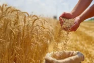 ابلاغ سازوکار جدید واردات گندم