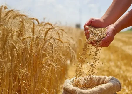 ابلاغ سازوکار جدید واردات گندم