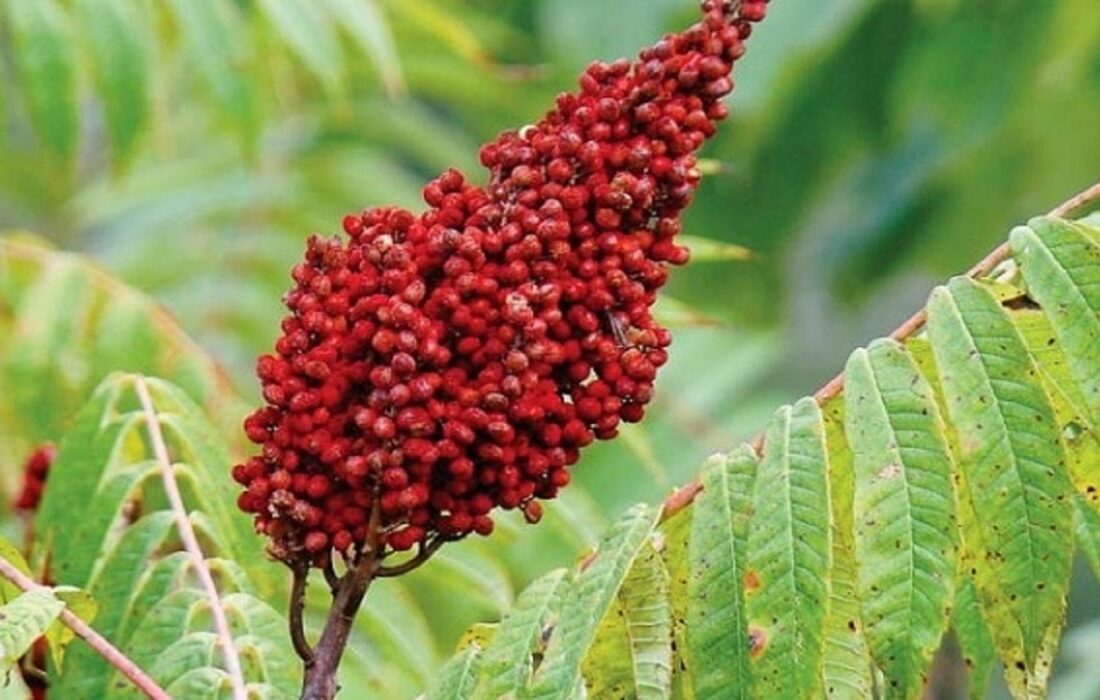 تولید سالانه بیش از ۳۸۰ تن سماق در آذربایجان شرقی