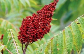تولید سالانه بیش از ۳۸۰ تن سماق در آذربایجان شرقی