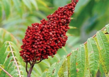 تولید سالانه بیش از ۳۸۰ تن سماق در آذربایجان شرقی