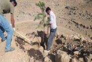 توسعه فضای سبز ارپادرهسی با تداوم عملیات کاشت درخت در سایت ۲