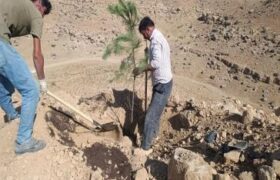 توسعه فضای سبز ارپادره‌سی با تداوم عملیات کاشت درخت در سایت ۲