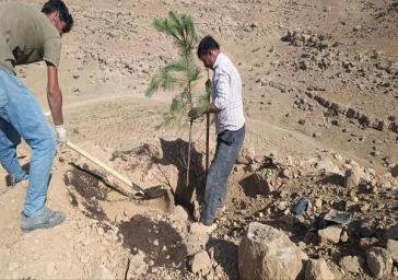 توسعه فضای سبز ارپادرهسی با تداوم عملیات کاشت درخت در سایت ۲