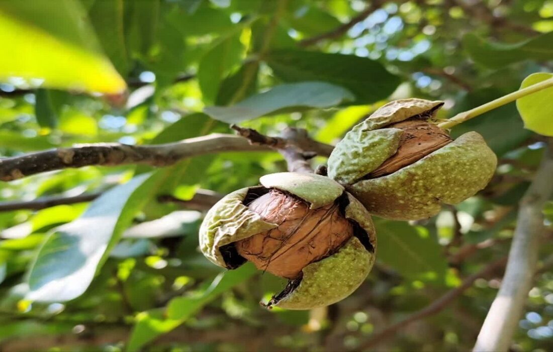 برداشت ۲۴ هزار تن گردو از باغات آذربایجان شرقی
