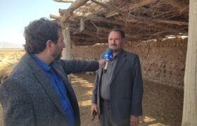 ۸۰ هزار رأس گوسفند ماکویی در یکانات مرند