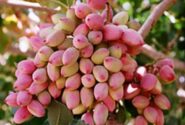 تولید ۳۰۱۳ تُن پسته در آذربایجانشرقی